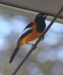 Icterus icterus