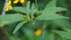 Poecilocapsus ornatulus
