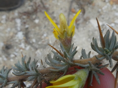 Aspalathus acanthophylla