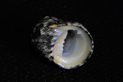 Nerita chamaeleon