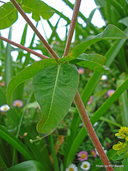 Helioscopia