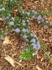 Ceanothus