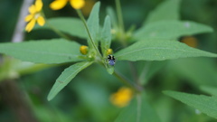 Poecilocapsus ornatulus