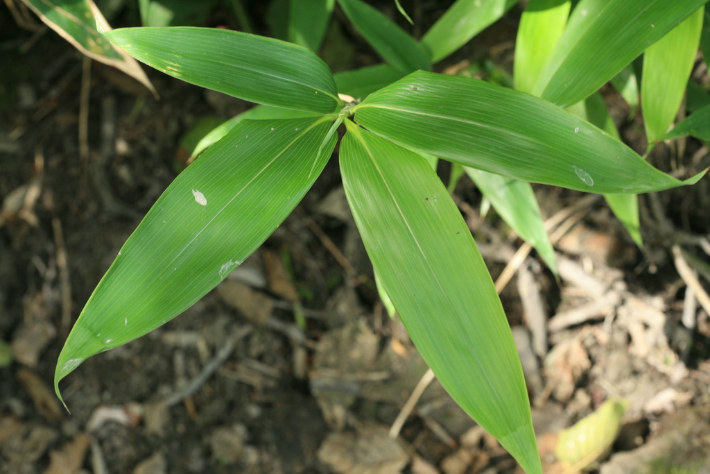 Sasamorpha