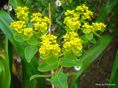 Helioscopia