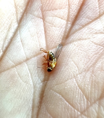 iNaturalist observation photo of Brachyceran Flies