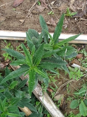 Asclepias curassavica