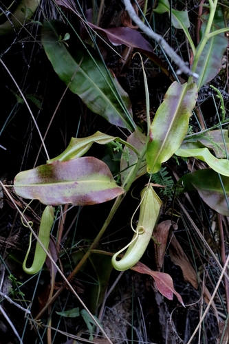 N. Mirabilis (Nepenthes mirabilis)