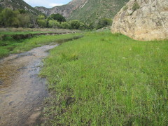 Lindernia parviflora