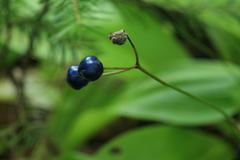 Clintonia udensis
