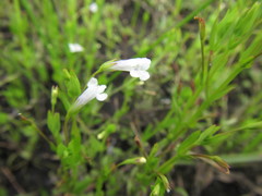 Lindernia parviflora