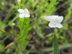 Lindernia parviflora