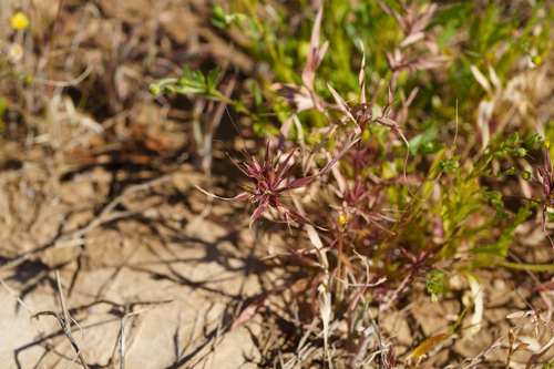 Red Flinders Grass (Iseilema vaginiflorum)