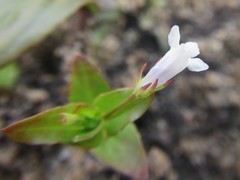 Lindernia parviflora