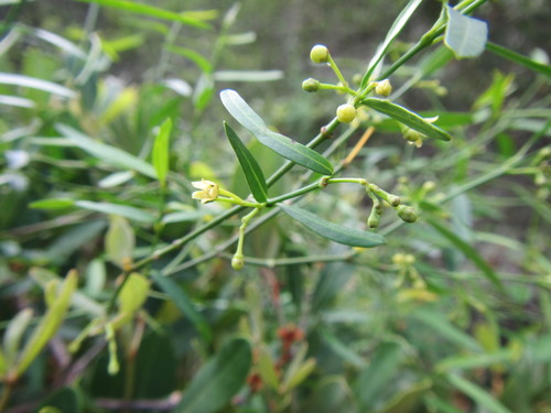 Image of Secamone filiformis by (c) douglaseustonbrown, some rights reserved (CC BY-SA)