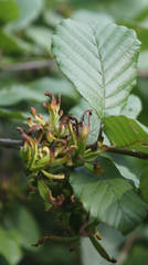 Taphrina robinsoniana