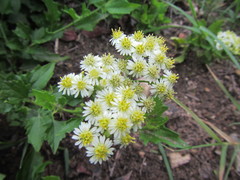 Microglossa mespilifolia