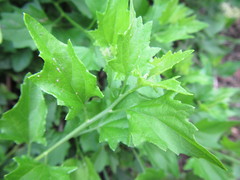 Microglossa mespilifolia