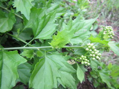 Microglossa mespilifolia