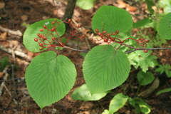 Viburnum furcatum