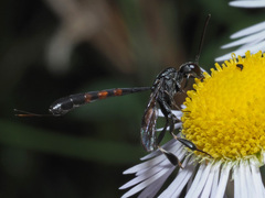 Gasteruption assectator