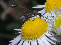 Gasteruption assectator