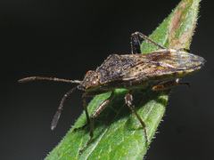 Rhopalidae