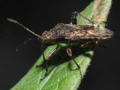 Rhopalidae