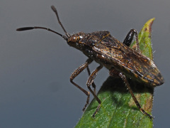 Rhopalidae