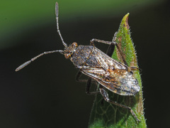 Rhopalidae
