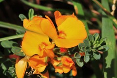 Pultenaea maritima
