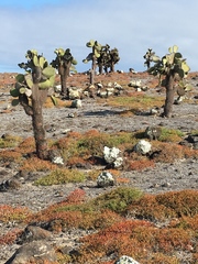 Sesuvium edmonstonei