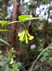 Wikstroemia
