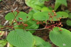 Viburnum furcatum