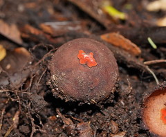 Calostoma fuscum