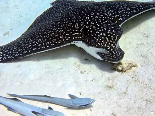 Aetobatus narinari