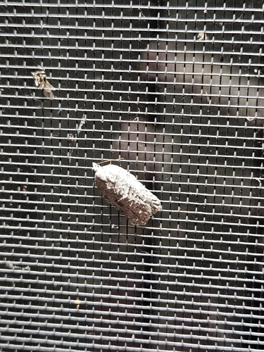 Black-lined Acleris photo 3
