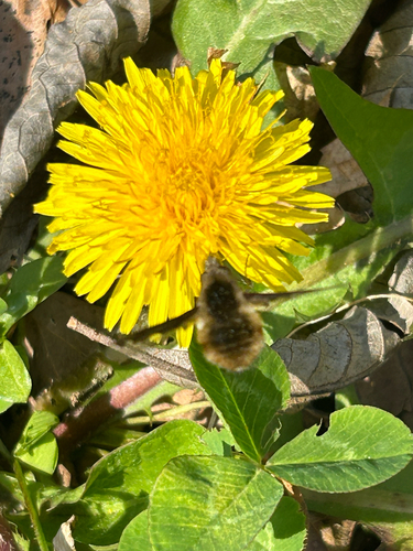 Unknown species found near Memory Ln, Adams, TN, US