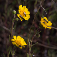 Madia radiata