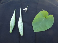 Polystemma cordifolium