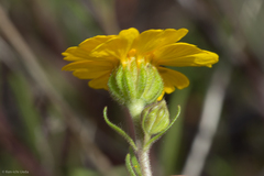 Madia radiata