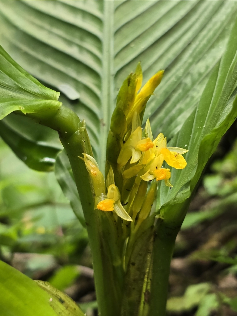 Hylaeanthe