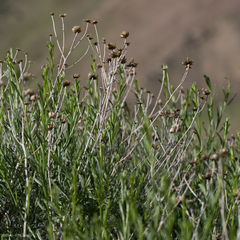 Eastwoodia elegans