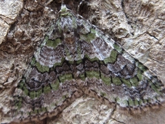 Esakiopteryx volitans