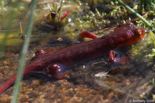 iNaturalist observation photo of Sierra Newt