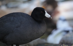 Fulica americana