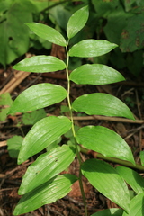 Polygonatum odoratum maximowiczii
