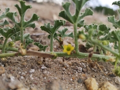 Cucumis myriocarpus