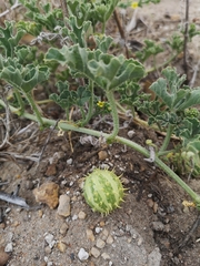 Cucumis myriocarpus