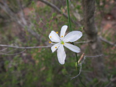 Chlorophytum crispum